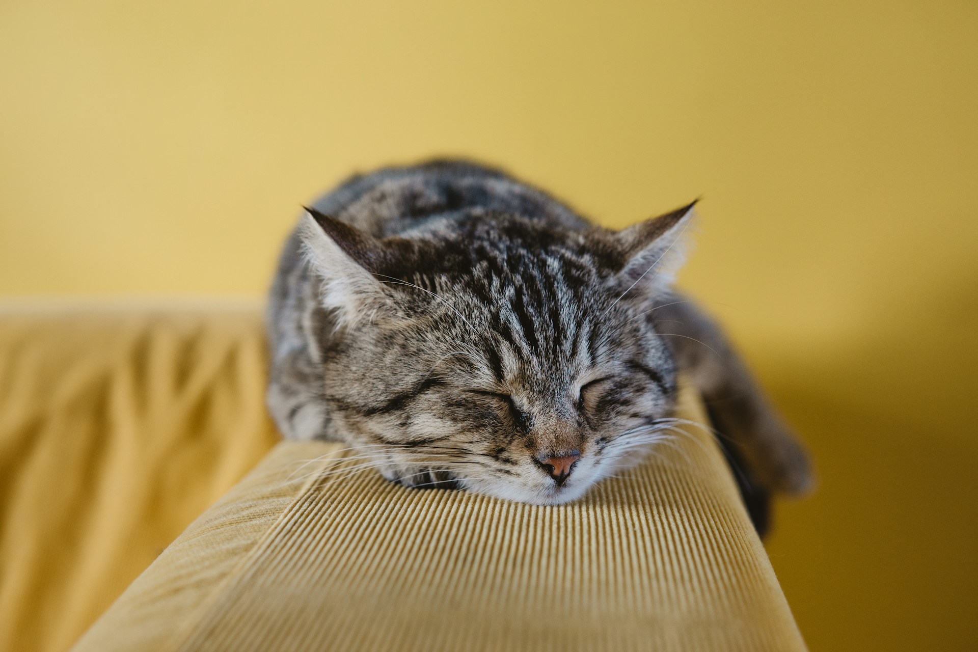 You Don’t Need to Skip Sleep to Be Successful at Work